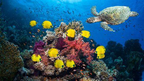 La recherche non anglaise négligée dans les domaines de la biodiversité, selon un scientifique australien